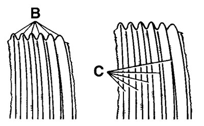 18.2а. Износ кромок рёбер приводного ремня