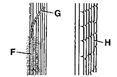 18.2с. Разлохмачивание боковых рёбер (F), трещины…